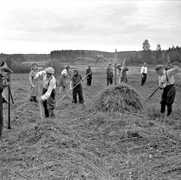 Jämsän seudulla heinänteko aloitettiin yleensä Hermanninpäivänä, mistä tulee sanonta Hermannilta heinään. 