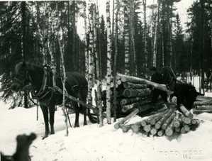 Loading logs in the forest in 1938. Photo: Foto Roos.