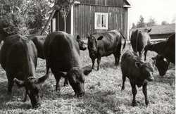 Aberdeen Angus cattle imported by United Paper Mills Ltd in 1961.