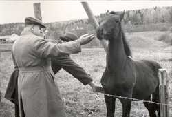 Honorary Mining Counsellor Juuso Walden with Kamrat-Veikko as foal on Rekola farm in Jämsänkoski.