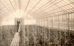 Tomatoes in Rekola greenhouses.