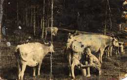 Laina Laine lypsää Lapin lehmiä