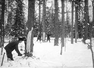 Felling logs in the beginning of the 20th century