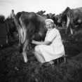   Lempi Hakanen milking