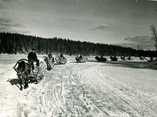   Stacked timber being driven from the forest in 1938. Photo: Foto Roos.