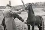   Honorary Mining Counsellor Juuso Walden with Kamrat-Veikko as foal on Rekola farm in Jämsänkoski.