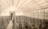   Tomatoes in Rekola greenhouses.