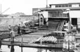   Receiving logs at Kaipola in the 1950s.