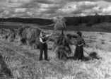   Corn field, Juokslahti 1952